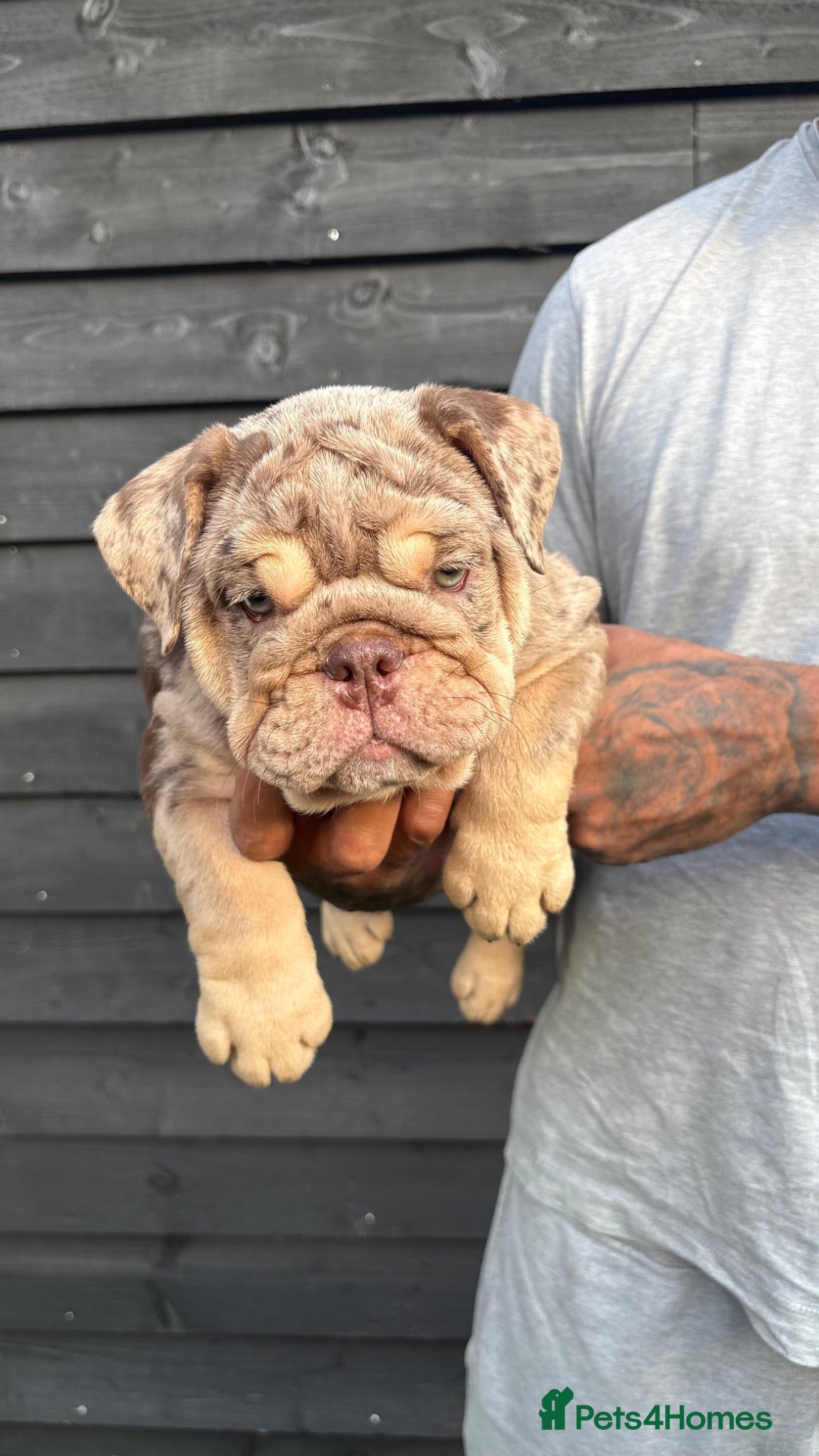 English Bulldog dogs Reduced & Ready to Leave Female English Bulldogs - Advert 2