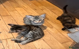 Savannah cats for sale: Savannah Kittens - Image 26