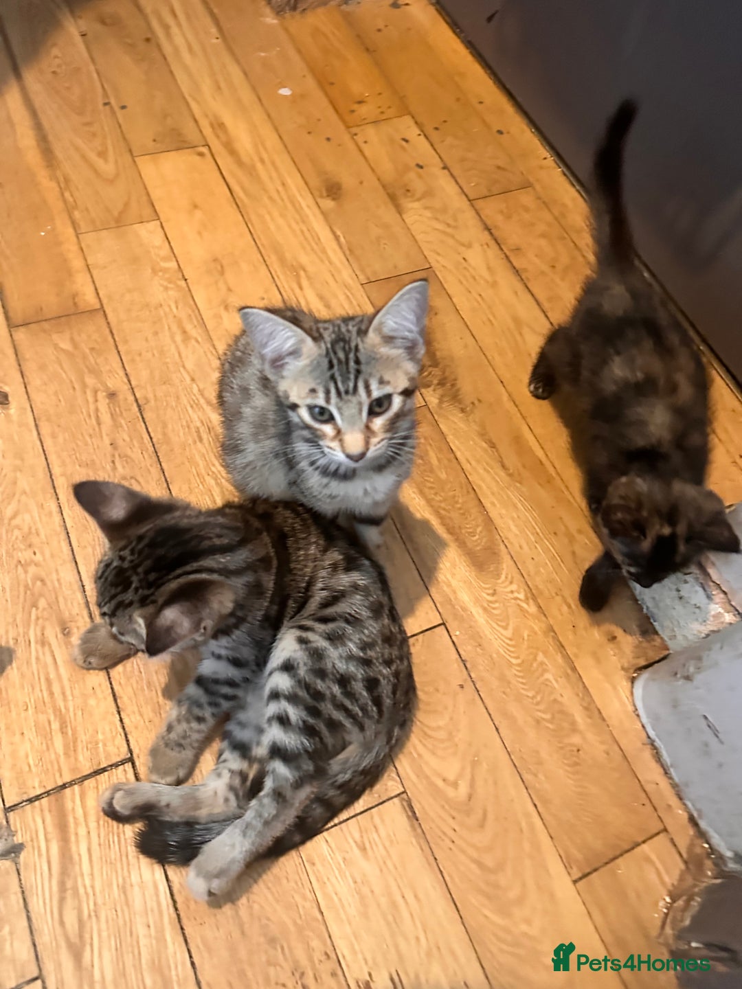 Savannah cats for sale: Savannah Kittens - Image 26