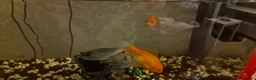 Goldfish fish for sale: Two Goldfish to be rehomed  - Advert 3