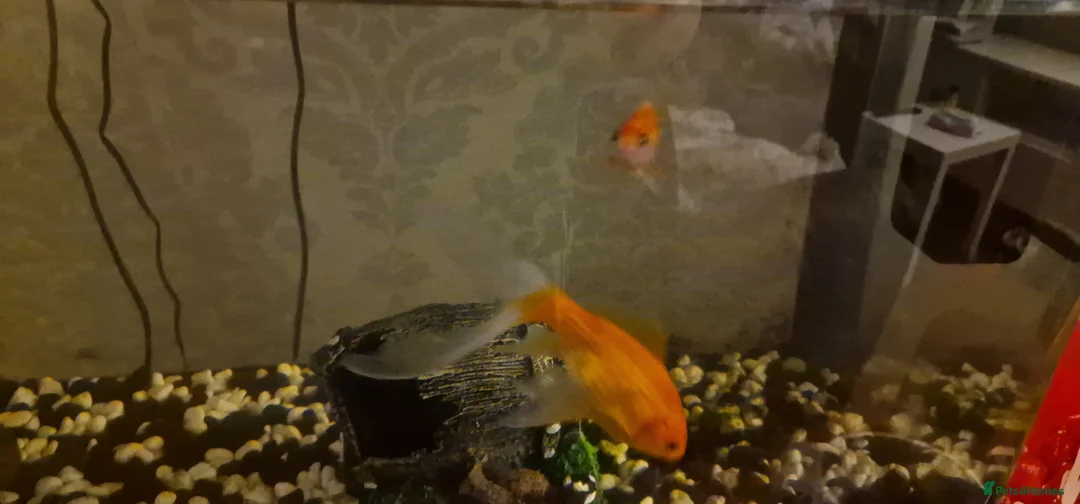 Goldfish fish for sale: Two Goldfish to be rehomed  - Advert 3