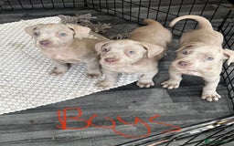 Cane Corso dogs for sale: Cane corso pups  - Image 6