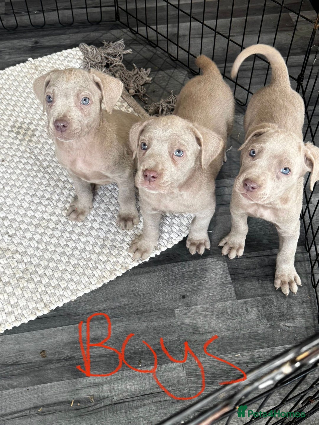 Cane Corso dogs for sale: Cane corso pups  - Image 6