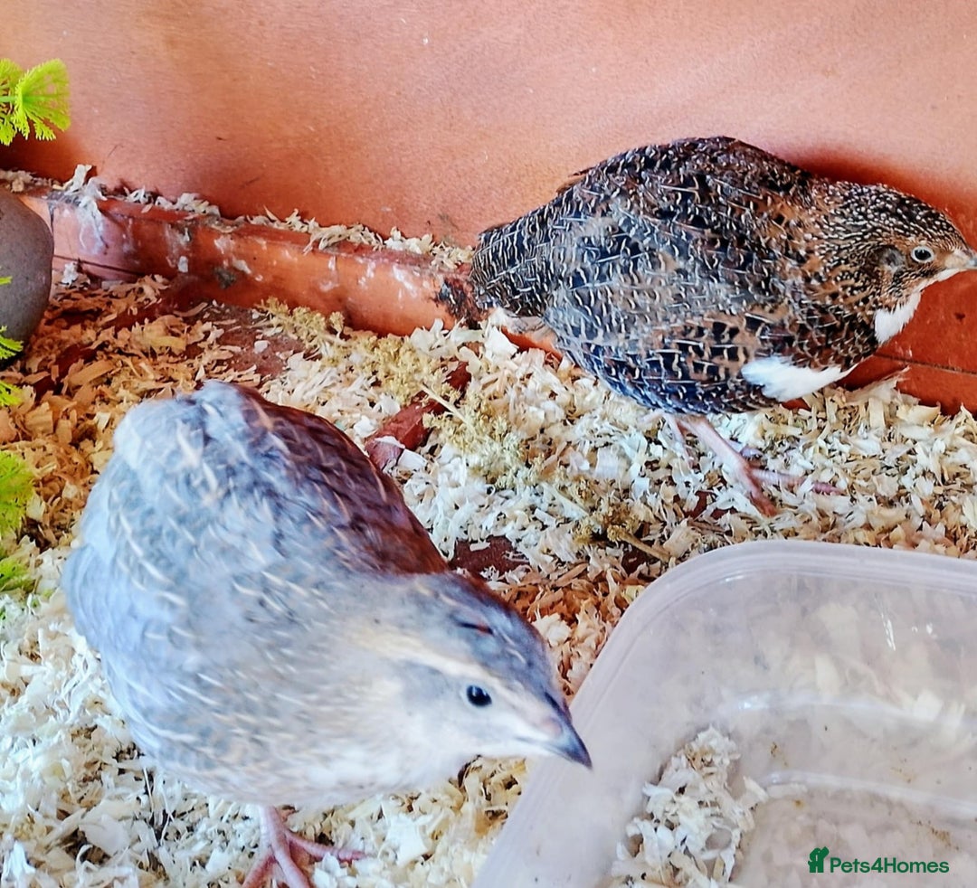 Quail poultry for sale: Quail for sale - Image 8