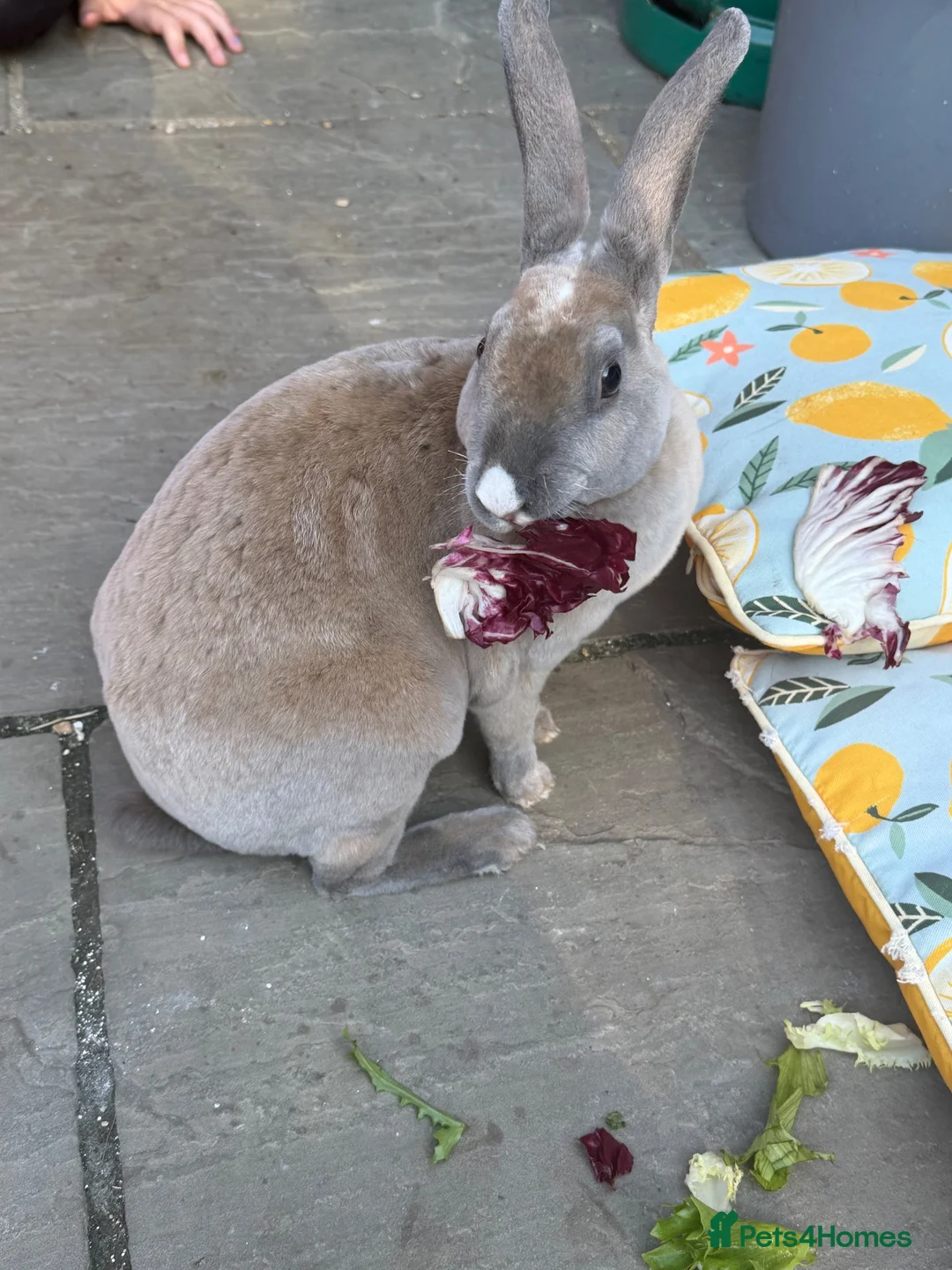 Mixed Breed rabbits for sale: Mini Rex x mini lop bunnies for sale  in Bampton - Advert 11