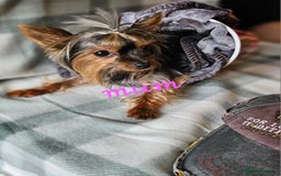Yorkshire Terrier dogs for sale: miniature toy yorkie pups - Image 4