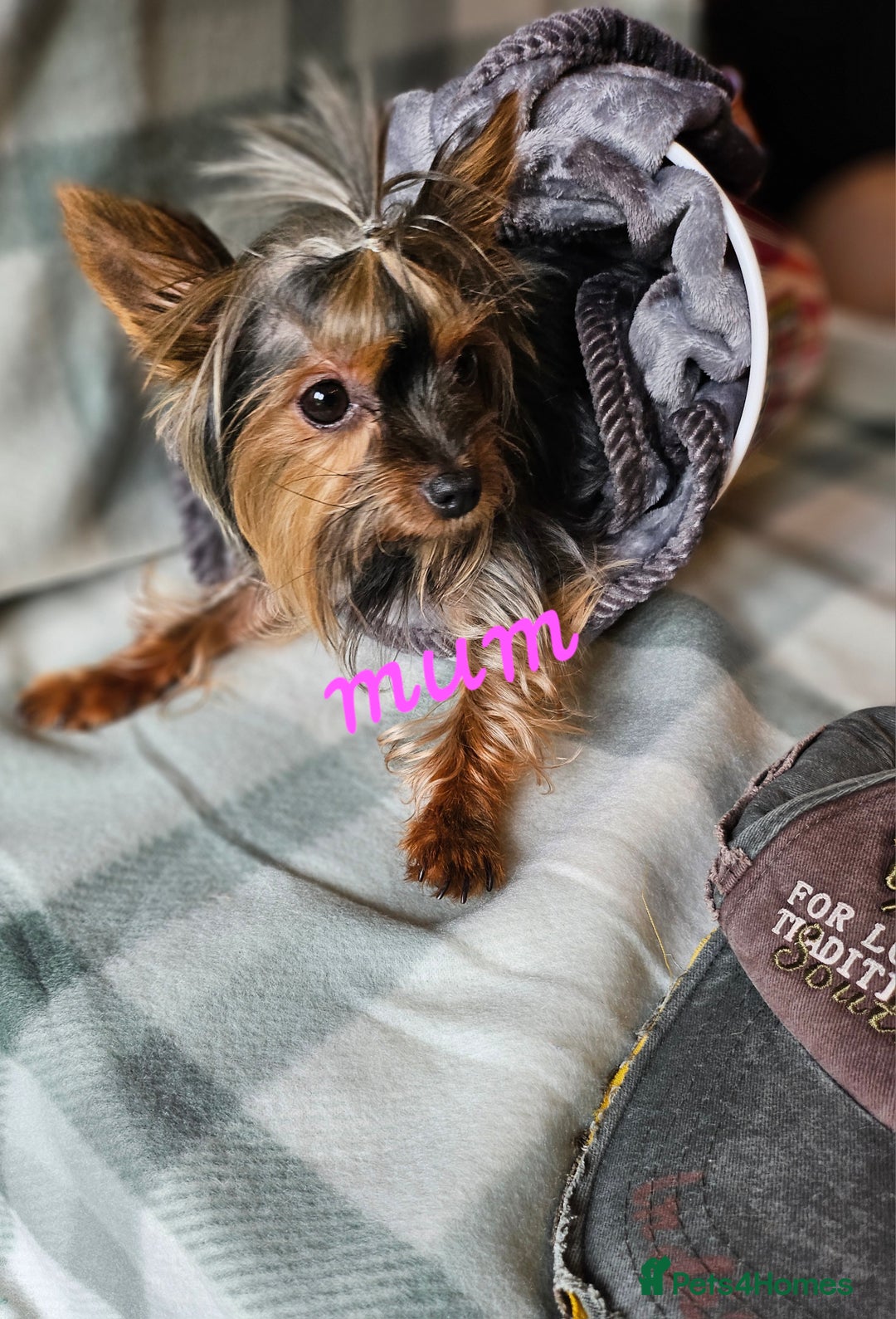 Yorkshire Terrier dogs for sale: miniature toy yorkie pups - Image 4