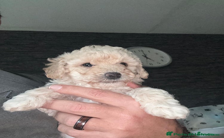 Poochon dogs - Advert 1