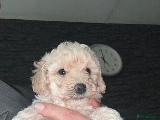 Poochon dogs - Advert 1