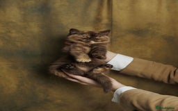 British Shorthair cats for sale: British Short and Long Hair  - Image 5