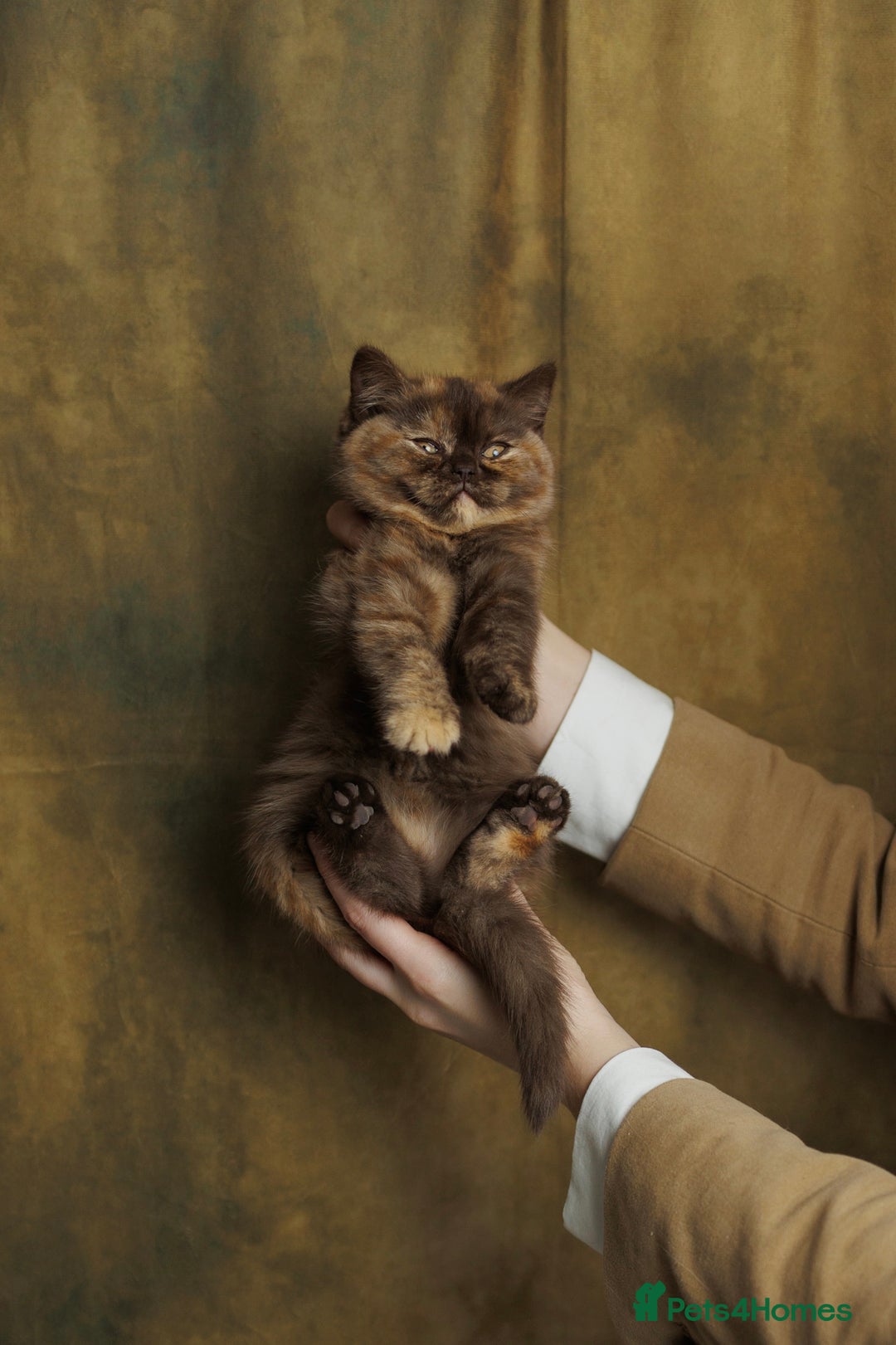 British Shorthair cats for sale: British Short and Long Hair  - Image 5