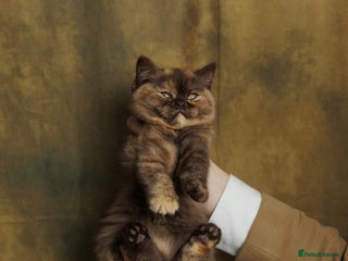 British Shorthair cats British Short and Long Hair - Advert 11