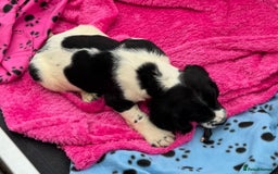English Springer Spaniel dogs for sale: KC Calm English Springer Spaniel Puppies - Image 21