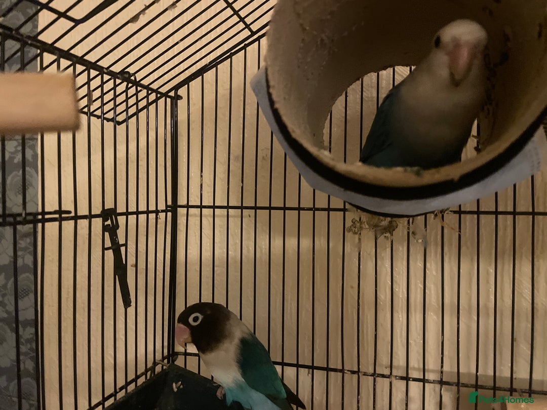 Lovebirds birds for sale: Gorgeous Lover Birds - Advert 1