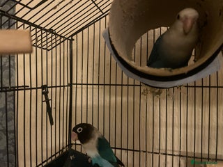 Lovebirds birds Gorgeous Lover Birds - Advert 2