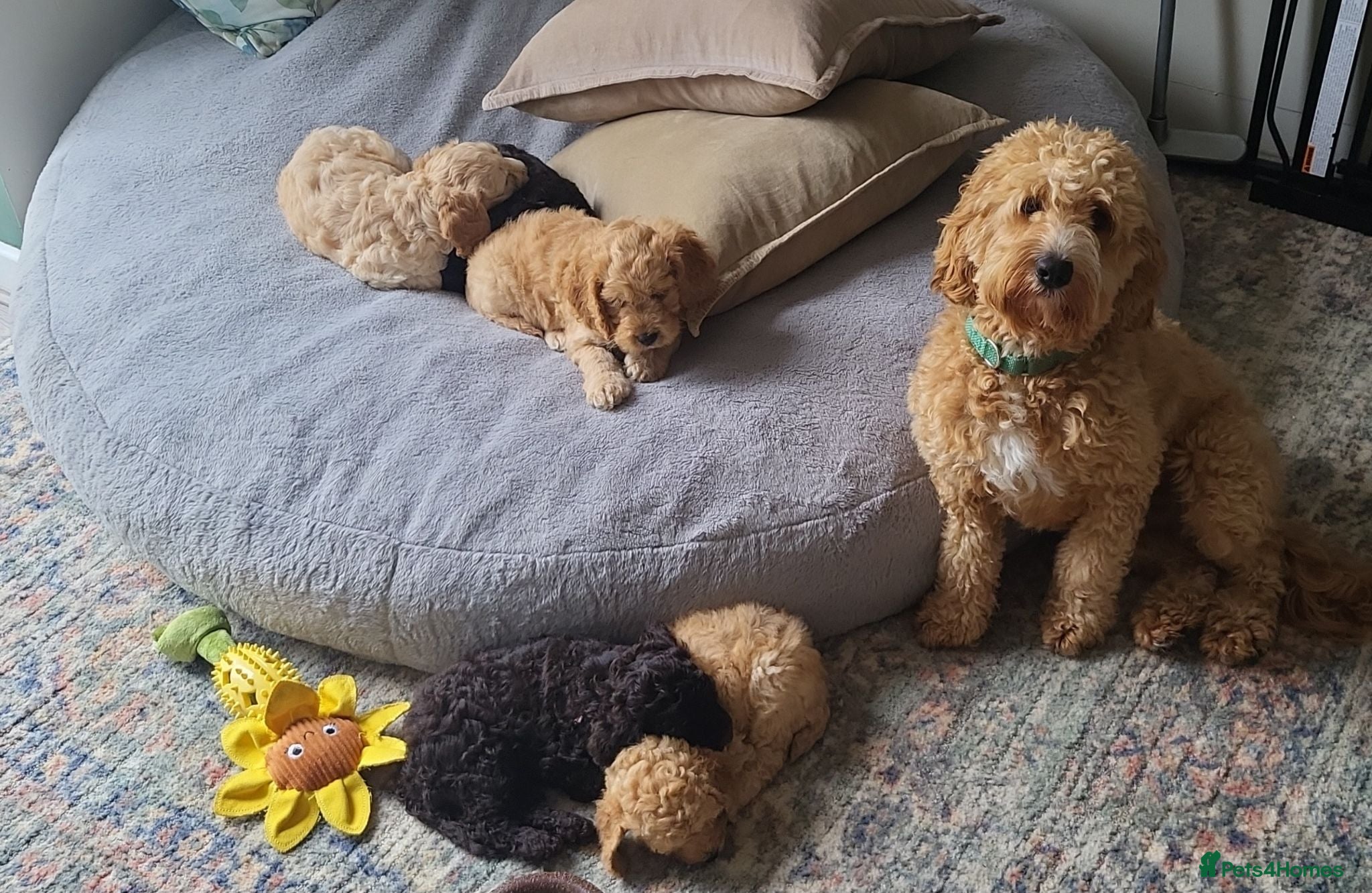 Cockapoo dogs Cockapoo puppies - Advert 2