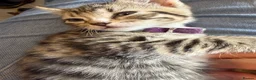Ragcoon cats for sale: RAGCOON (sealpoint ragdoll mum-dad -Mainecoon) - Advert 24