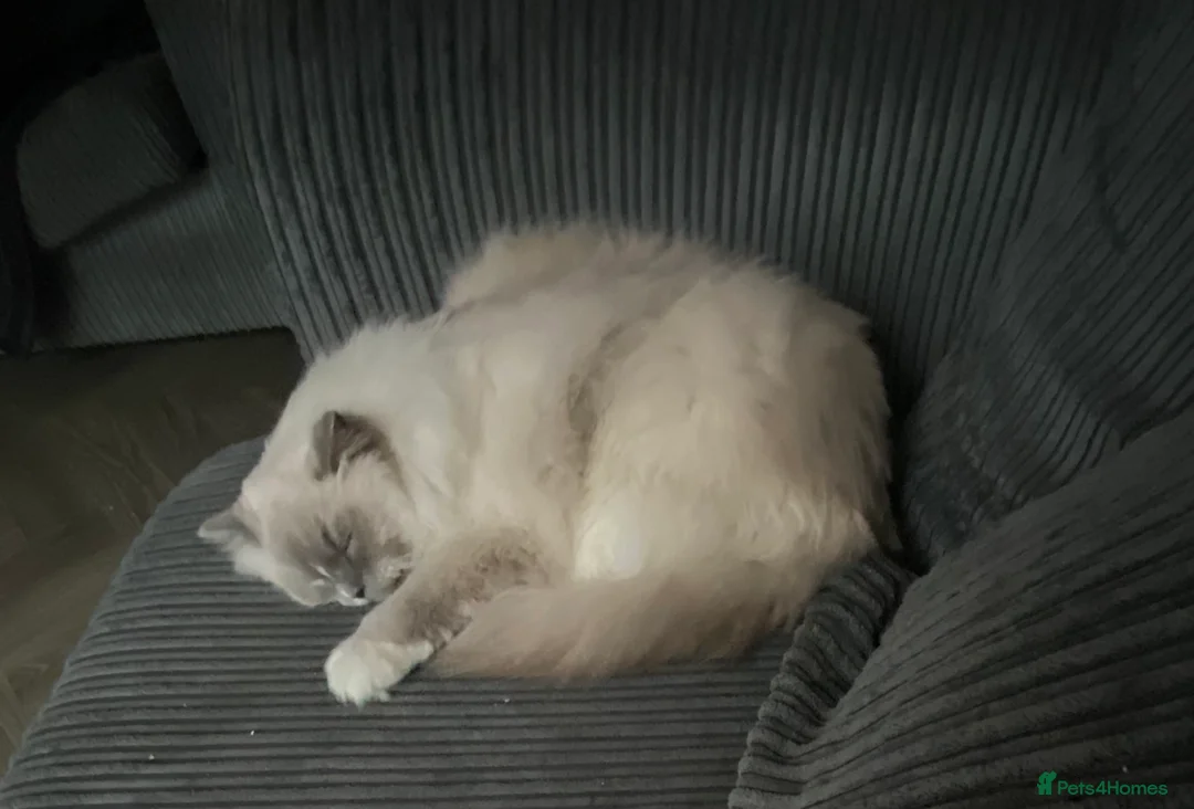 Ragdoll cats for sale: Gccf ragdoll male - Advert 8