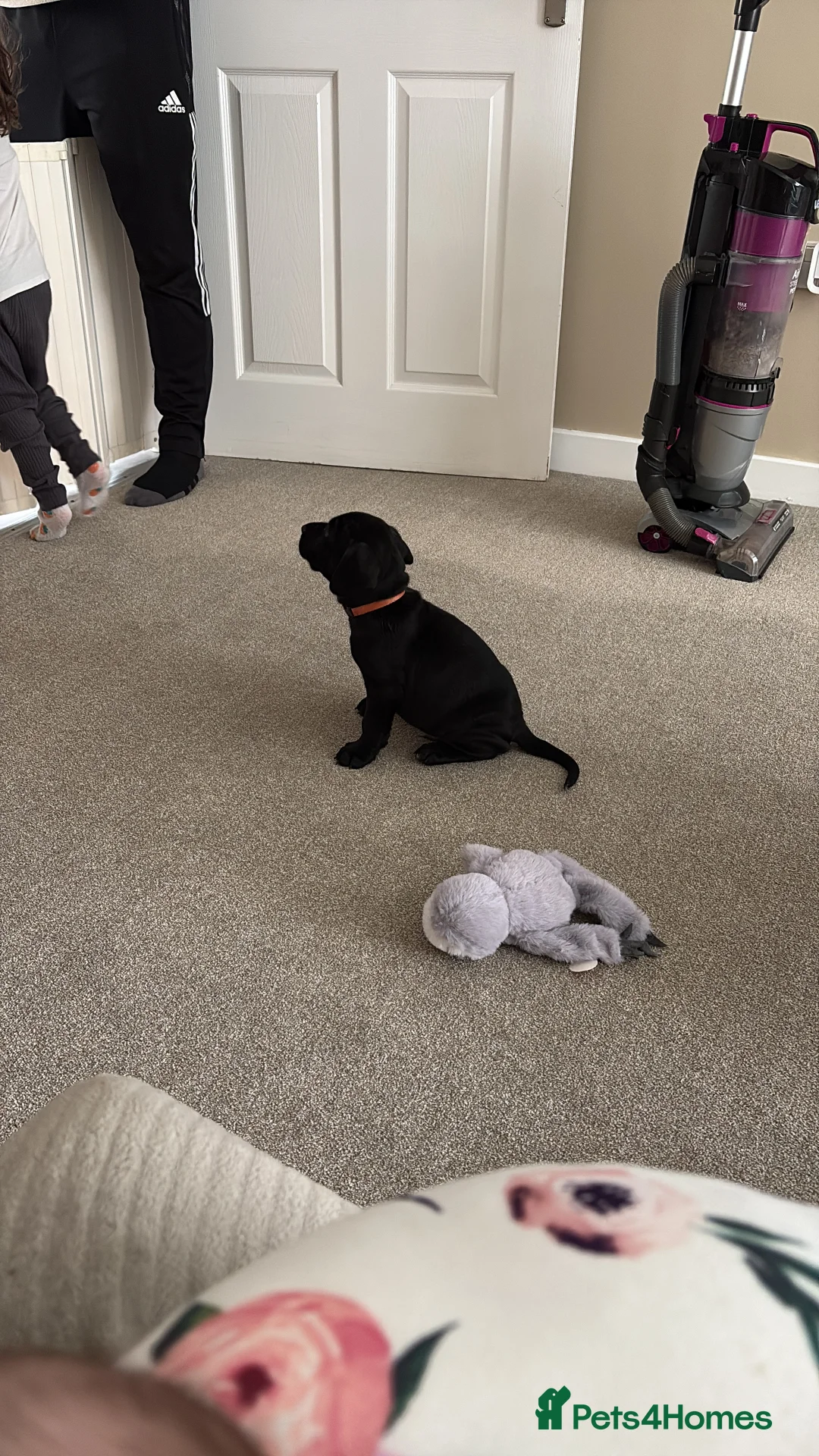 Mixed Breed dogs for sale: Doberman x cocker spaniel puppy in Darlington - Advert 2