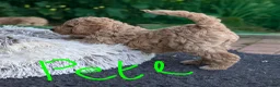 Goldendoodle dogs for sale: 🐾 Beautiful Standard Goldendoodle Puppies 🐾 - Advert 28