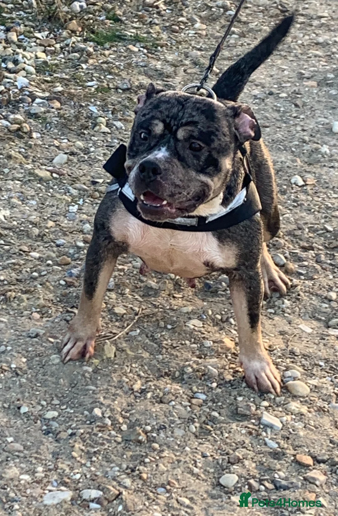 American Bully dogs for sale: Girl pocket bully - Advert 6