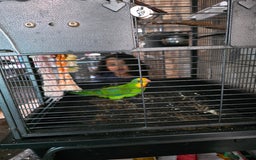 Parrots birds for sale: Burrabun/superb parrot for sale  - Image 5