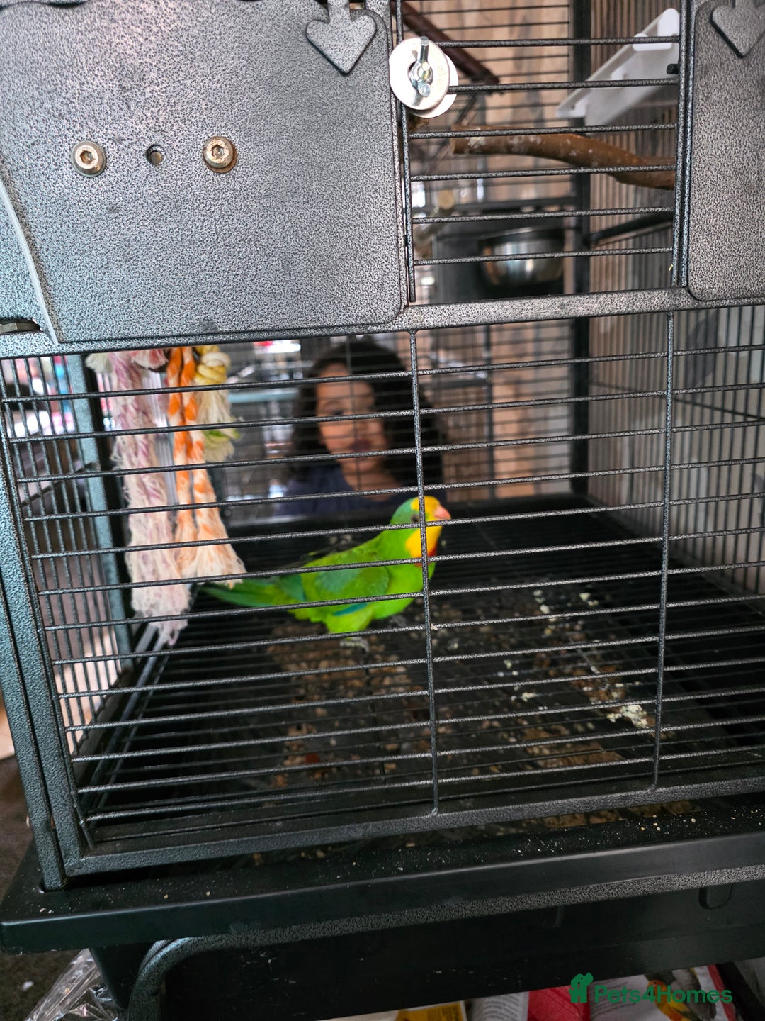 Parrots birds for sale: Burrabun/superb parrot for sale  - Image 5