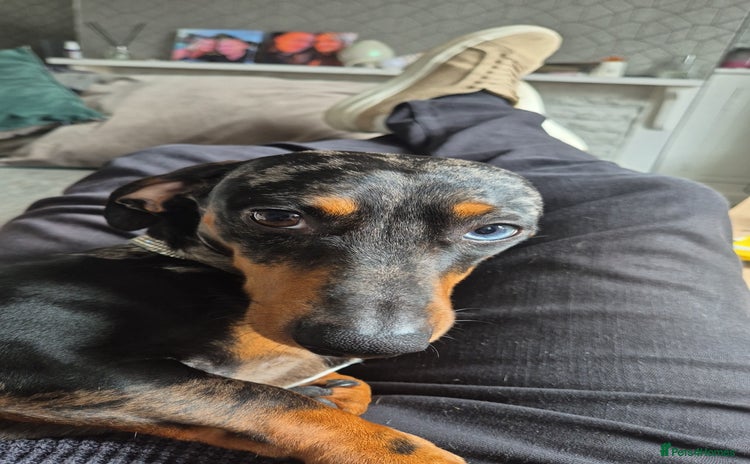Dachshund dogs - Advert 1