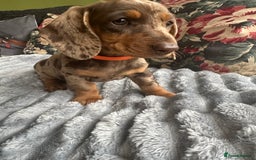 Miniature Dachshund dogs for sale: Ready now Kc registered miniature Pra clear - Image 11