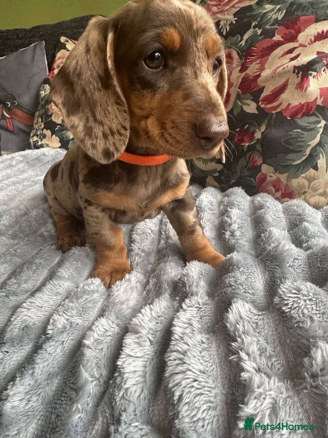 Miniature Dachshund dogs for sale: Ready now Kc registered miniature Pra clear - Image 11