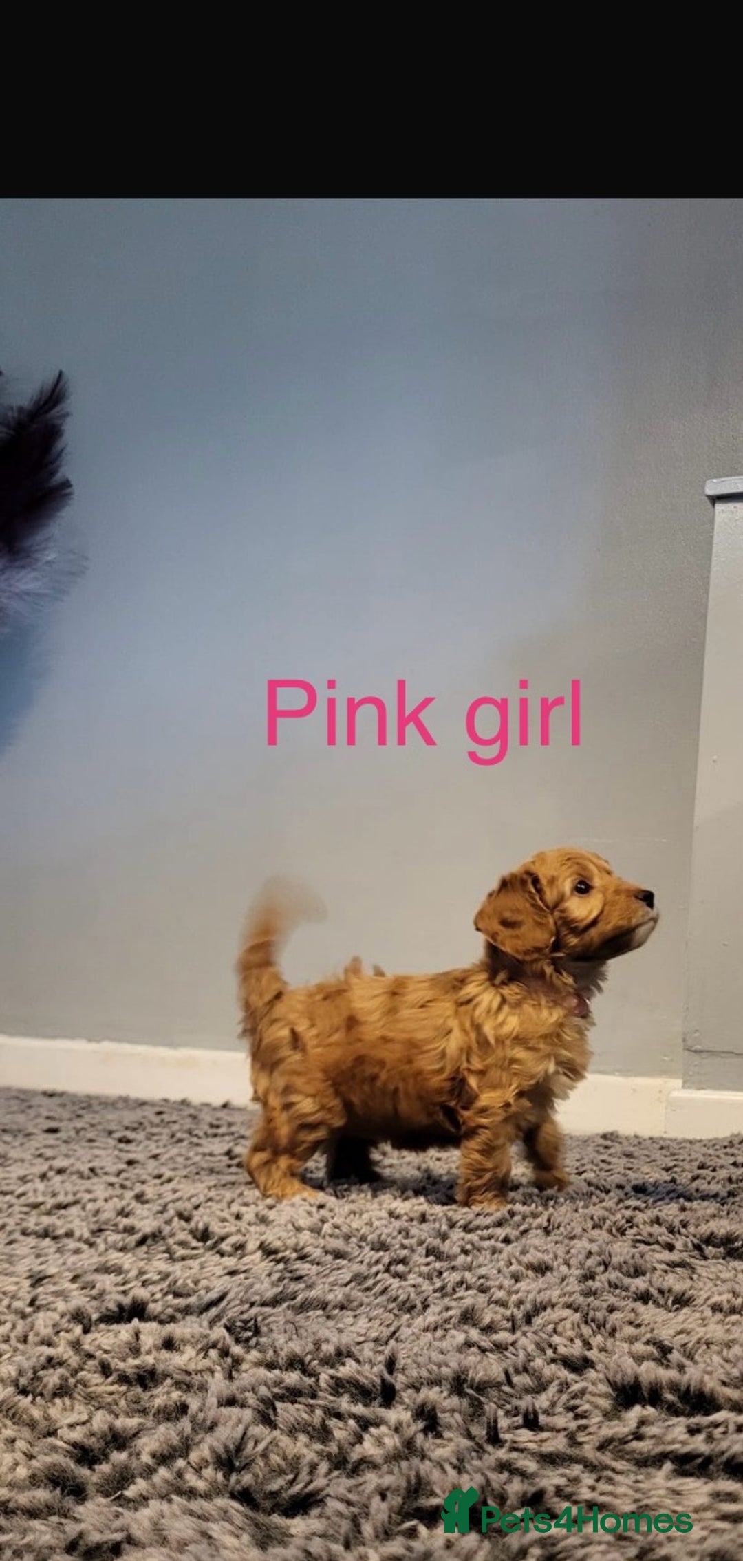 Cavapoo dogs for sale: **Beautiful Cavapoo pups** - Image 6