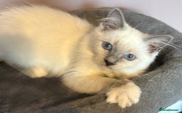 Ragdoll cats for sale: GCCF Beautiful Ragdoll Kittens - Image 31
