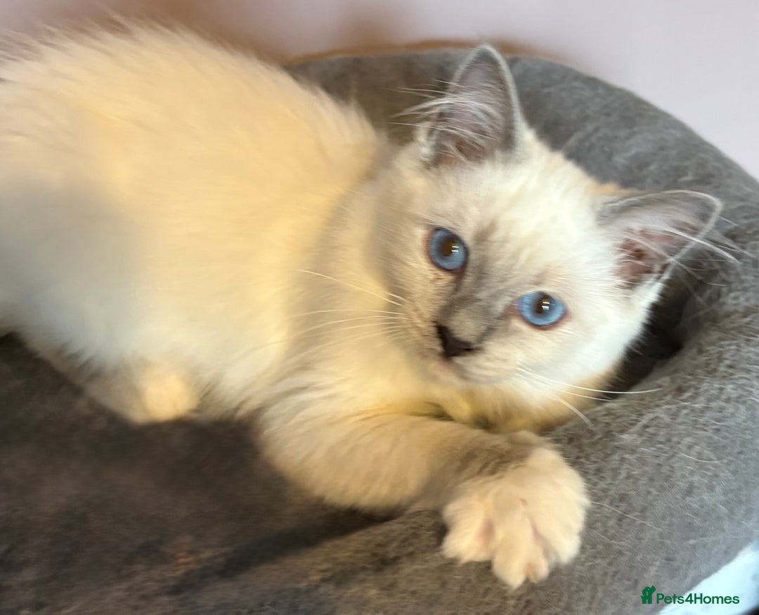 Ragdoll cats for sale: GCCF Beautiful Ragdoll Kittens - Image 31