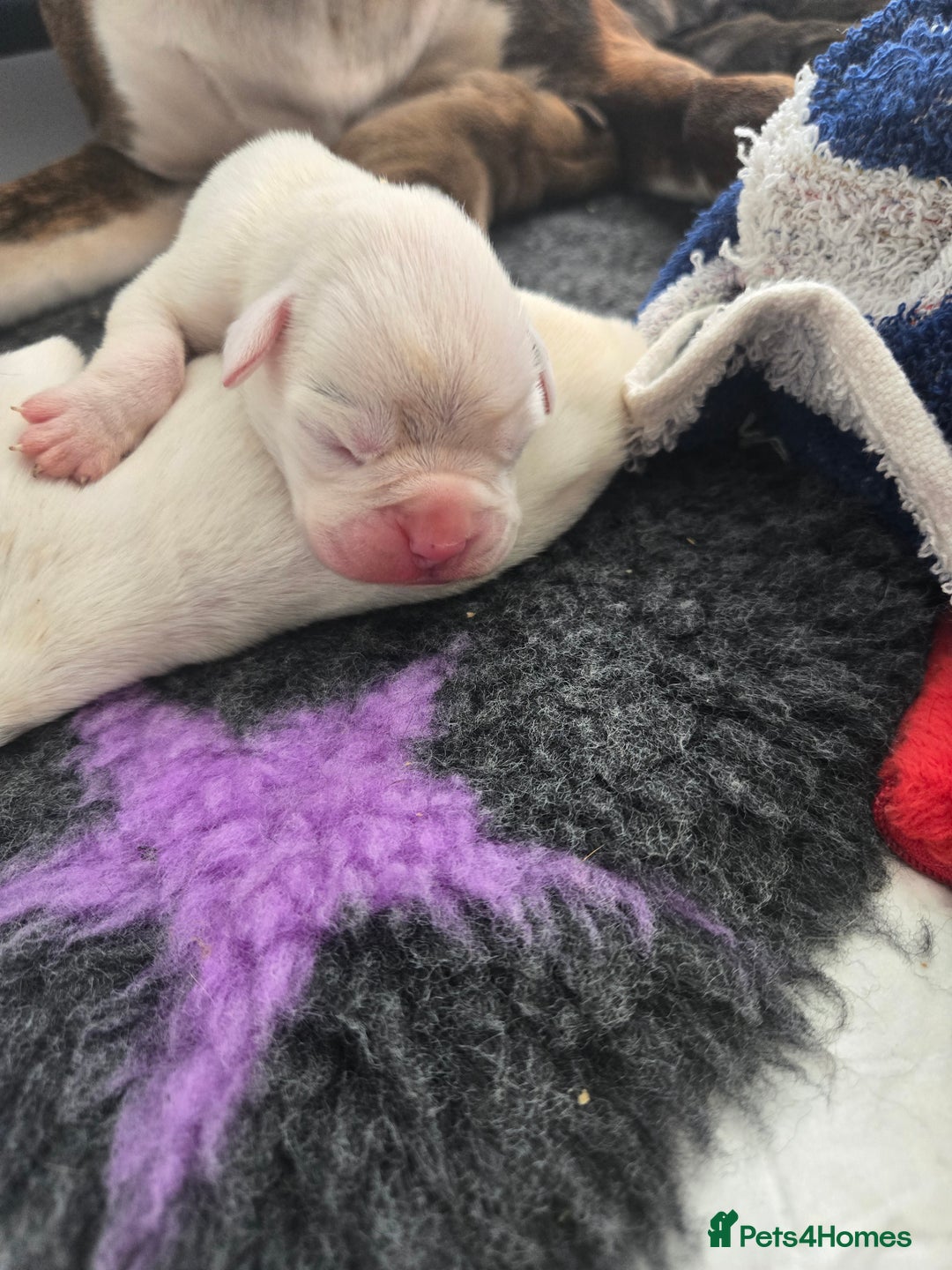 Boxer dogs for sale:  Only 2 girls left... 🥰 - Image 16
