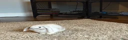 Mini Lop rabbits for sale: Two mini lops  in Chester - Advert 6