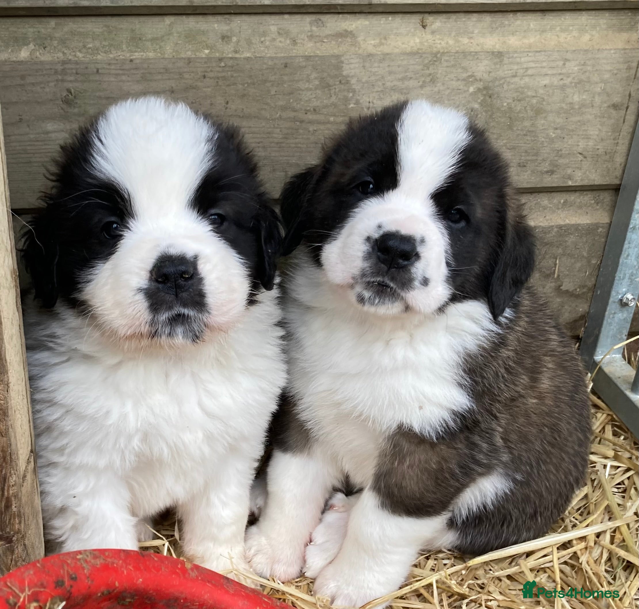 Saint Bernard dogs Saint pups from HIP & ELBOW tested parents  - Advert 1
