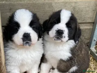 Saint Bernard dogs Saint pups from HIP & ELBOW tested parents - Advert 1