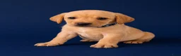 Labrador Retriever dogs for sale: KC YELLOW & RED LABRADORS  - Advert 11