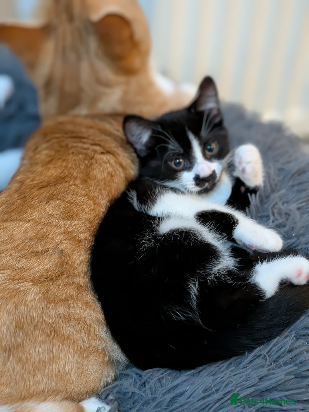 American Shorthair cats for sale: Cute American Shorthair kittens, 2M and 2F - Advert 10