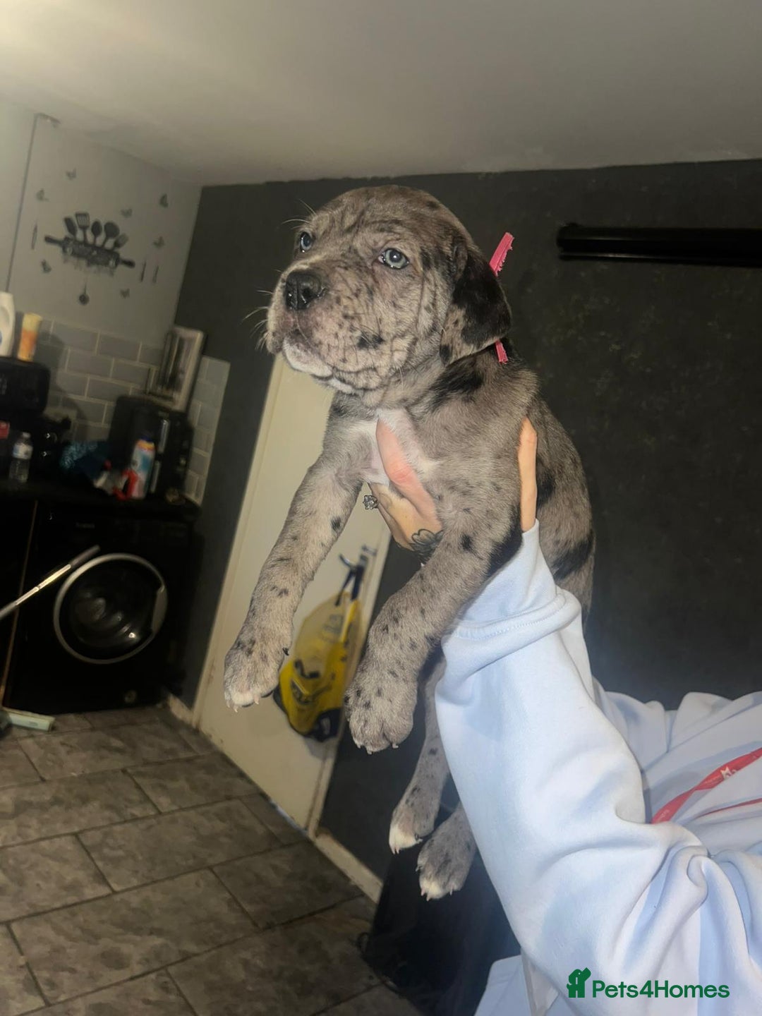 Cane Corso dogs for sale: Cane Corso Pups - Advert 15