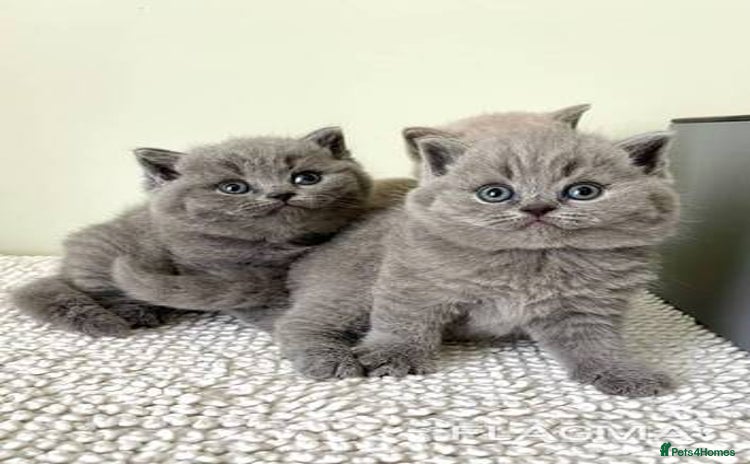 British Shorthair cats - Advert 3
