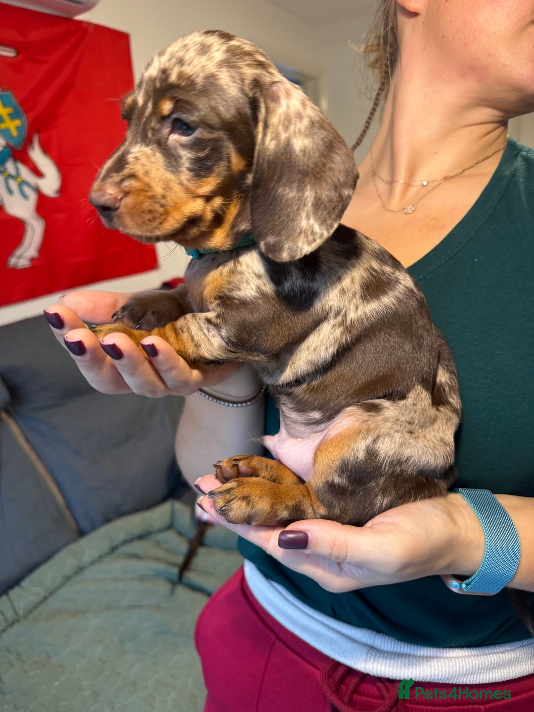 Miniature Dachshund dogs for sale: KC reg miniature dachshund puppies 4 girls 4 boys - Advert 20