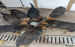 Border Terrier dogs for sale: BORDER TERRIER PUPS KC REG SLEM CLEAR - Image 4