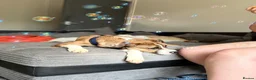 Mixed Breed dogs for sale: 24 week old staffy x border collie male  in Birmingham - Advert 4