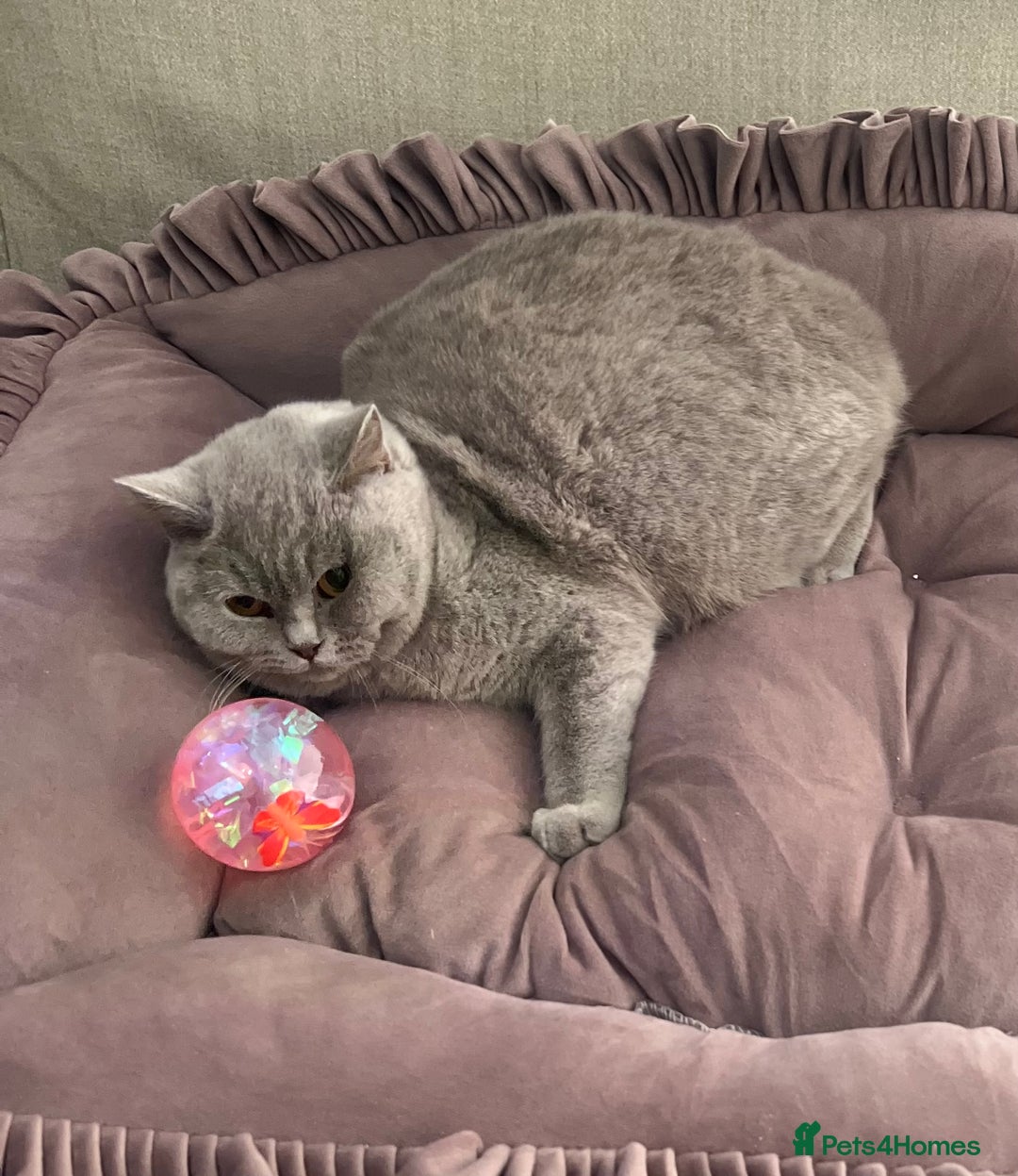 British Shorthair cats for sale: Pure Pedigree Lilac British Shorthair Boy - Advert 12