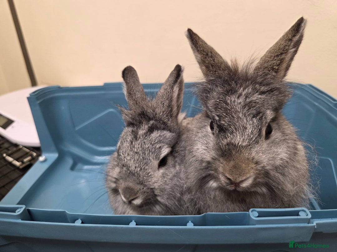 Dwarf Lop rabbits for sale: Bunny  - Image 3
