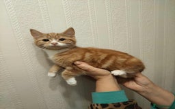 Mixed Breed cats for sale: 3 beautiful kittens available  - Image 9