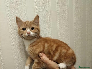 Mixed Breed cats 1 beautiful kittens available - Advert 2