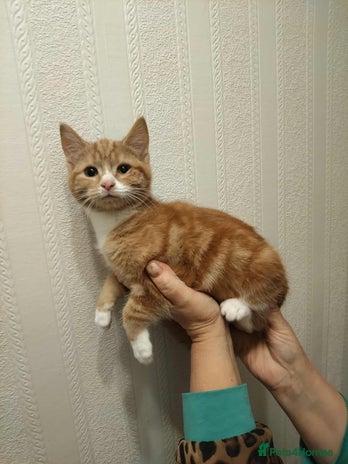 Mixed Breed cats 1 beautiful kittens available - Advert 6