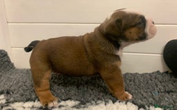 English Bulldog dogs for sale:  champion rosebull his royal highness puppies - Image 10